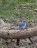 Mountain Bluebird male